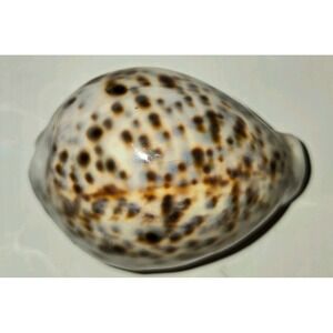 Tiger Cowrie Seashell, gastropod mollusk known for its polished egg-shaped shell